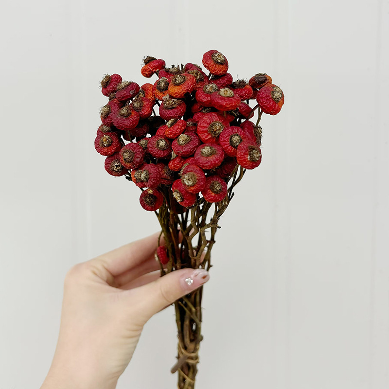 10pcs/Bunch Dried Rose Hip Ber - Dried Flower Bunch 评论和价格