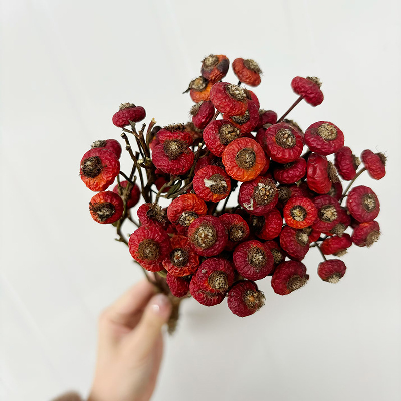 10pcs/Bunch Dried Rose Hip Ber - Dried Flower Bunch 评论和价格