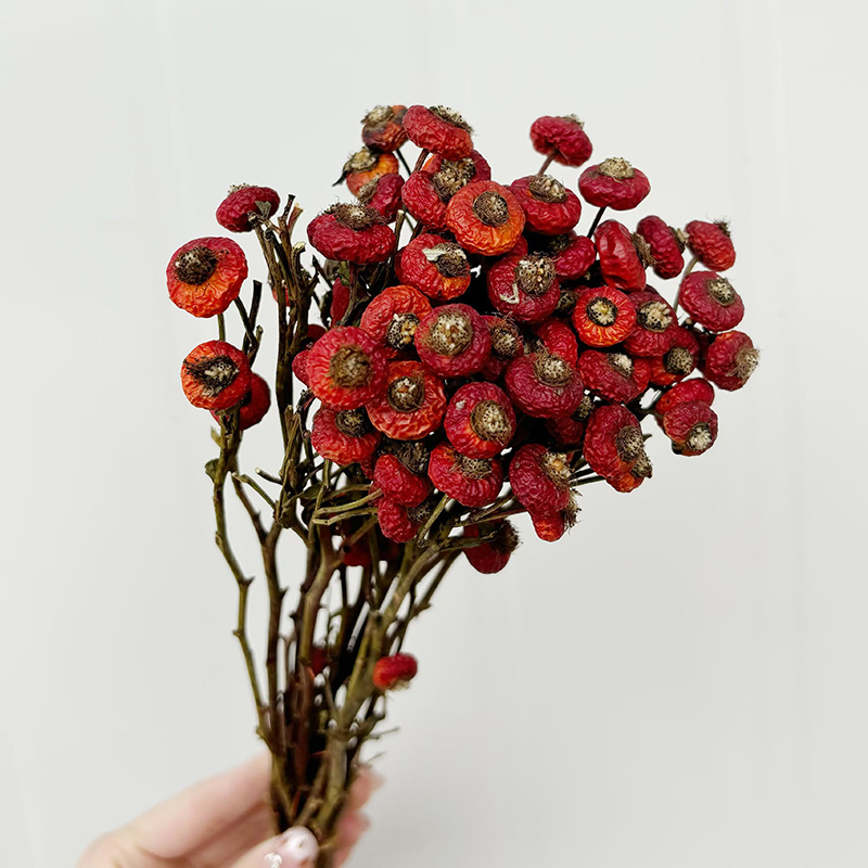 10pcs/Bunch Dried Rose Hip Ber - Dried Flower Bunch 评论和价格