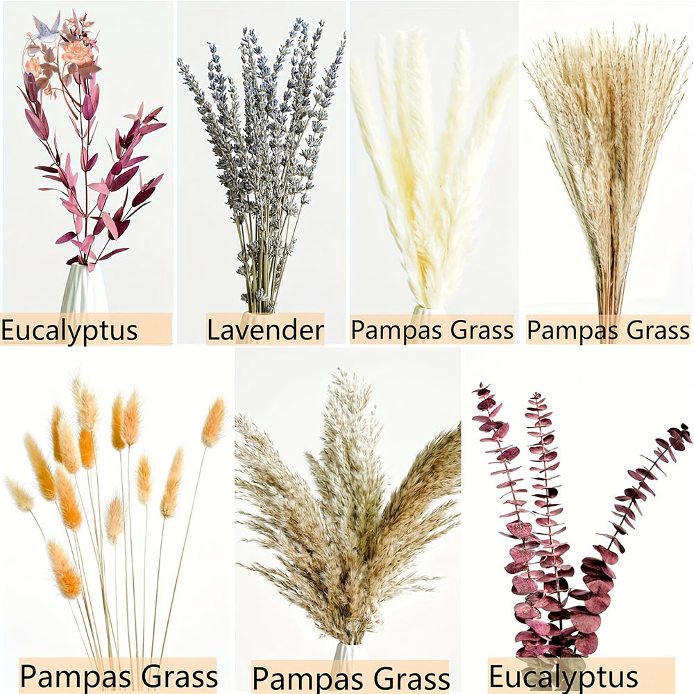 75PCS Dried Pampas Eucalyptus  - Dried Flower Bunch 评论和价格