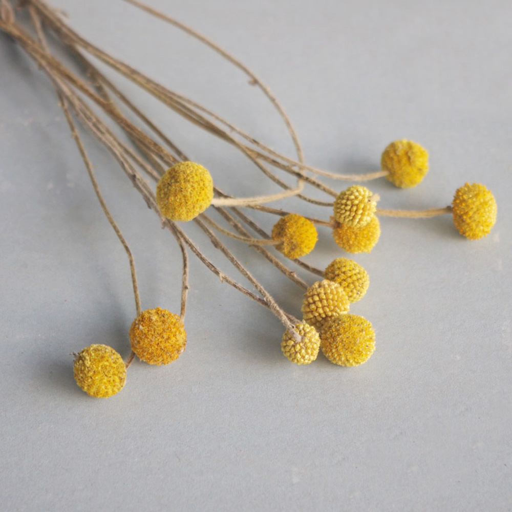 20pcs Natural dried Craspedia  - Dried Flower Bunch 评论和价格