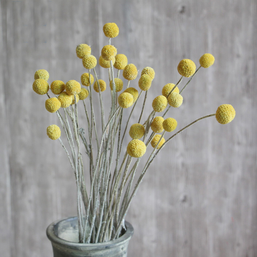 20pcs Natural dried Craspedia  - Dried Flower Bunch 评论和价格
