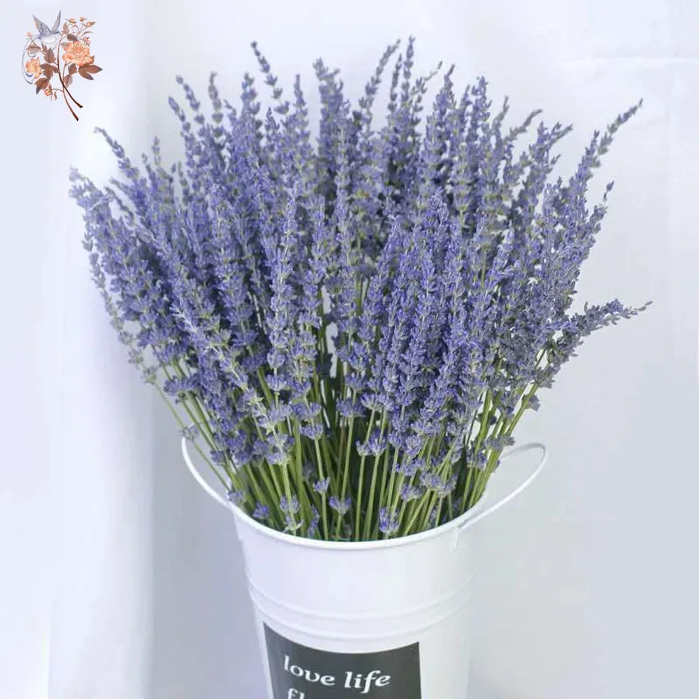 50g Natural Dried Lavender Bou - Dried Flower Bunch 评论和价格
