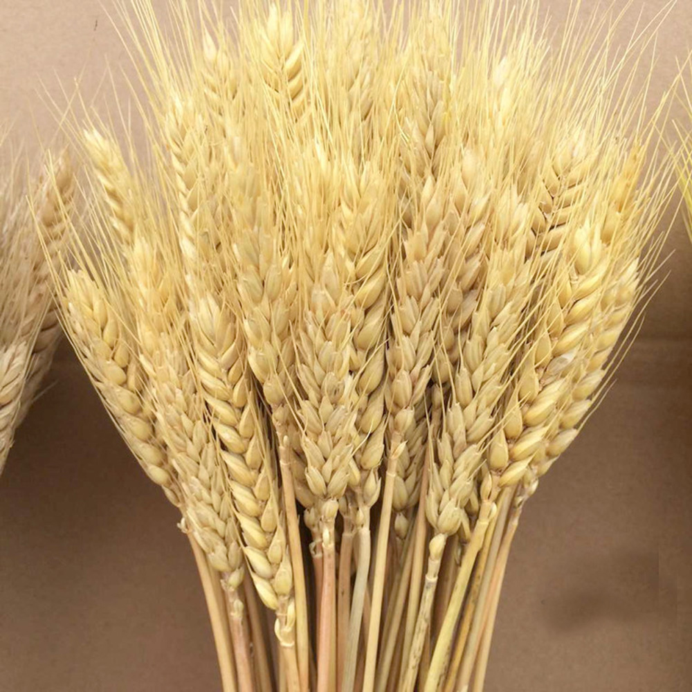 50pcs natural dried flower bou - Dried Flower Bunch 评论和价格