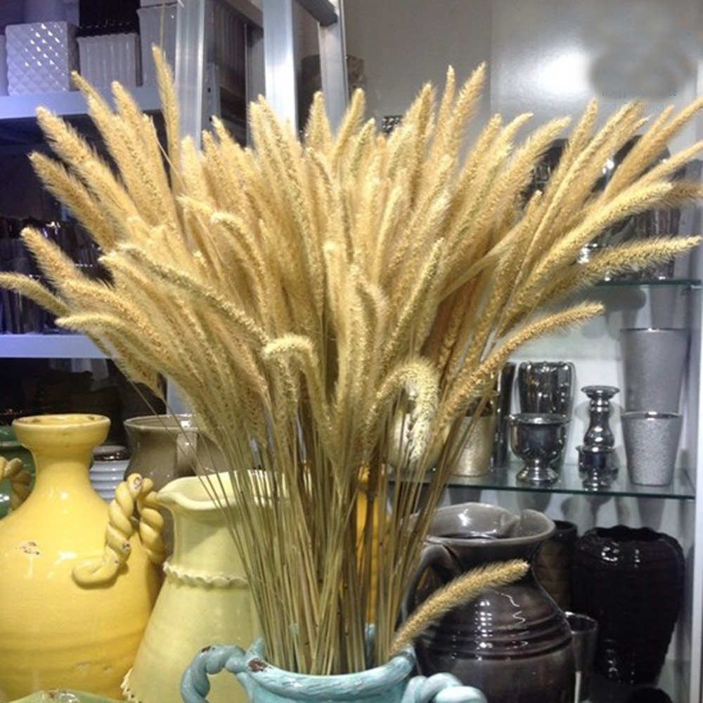 200pcs natural dried Lagurus o - Dried Flower Bunch 评论和价格