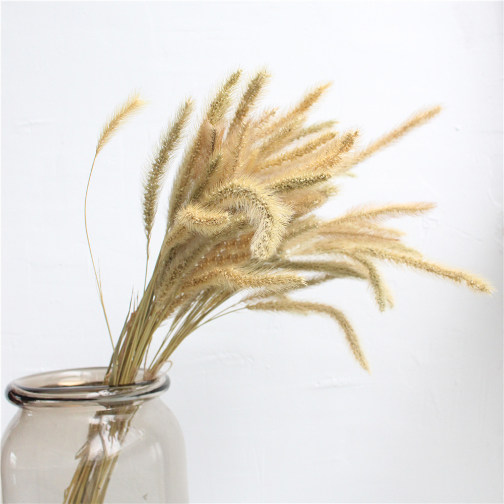 200pcs natural dried Lagurus o - Dried Flower Bunch 评论和价格