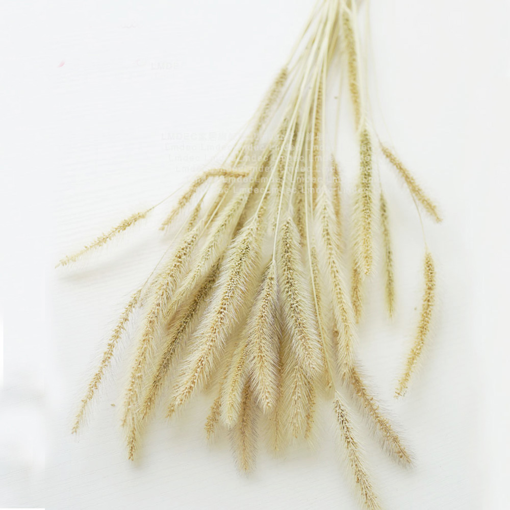 200pcs natural dried Lagurus o - Dried Flower Bunch 评论和价格